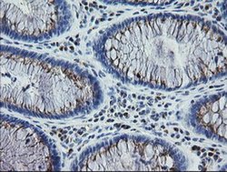 Invitrogen RAB30 Monoclonal Antibody (OTI3E7) 100 &mu;L; Unconjugated:Antibodies,