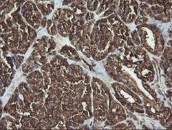 Invitrogen RAB30 Monoclonal Antibody (OTI3B1) 100 &mu;L; Unconjugated:Antibodies,