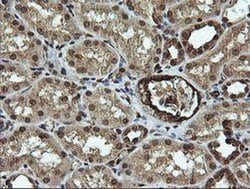 Invitrogen RAB30 Monoclonal Antibody (OTI3B1) 100 &mu;L; Unconjugated:Antibodies,