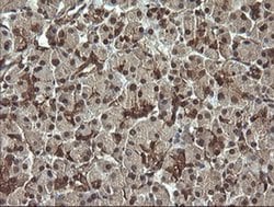 Invitrogen RAB30 Monoclonal Antibody (OTI3B1) 100 &mu;L; Unconjugated:Antibodies,