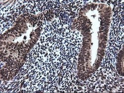 Invitrogen RAB30 Monoclonal Antibody (OTI3B1) 100 &mu;L; Unconjugated:Antibodies,