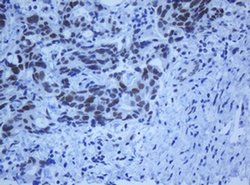 Invitrogen ZNF447 Monoclonal Antibody (OTI2A9) 100 &mu;L; Unconjugated:Antibodies,