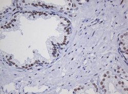 Invitrogen ZNF447 Monoclonal Antibody (OTI2A9) 100 &mu;L; Unconjugated:Antibodies,