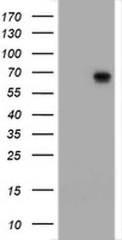 Invitrogen ZNF447 Monoclonal Antibody (OTI2A9) 100 &mu;L; Unconjugated:Antibodies,