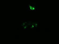 Invitrogen PPIL3 Monoclonal Antibody (OTI2E7) 100 &mu;L; Unconjugated:Antibodies,