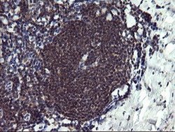 Invitrogen PPIL3 Monoclonal Antibody (OTI2E7) 100 &mu;L; Unconjugated:Antibodies,