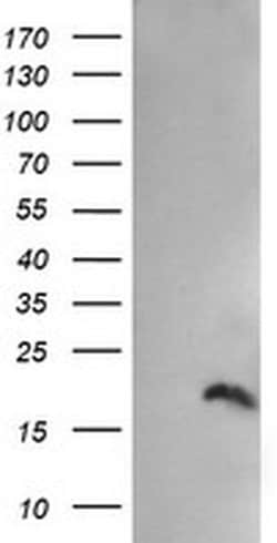 Invitrogen PPIL3 Monoclonal Antibody (OTI2E7) 100 &mu;L; Unconjugated:Antibodies,