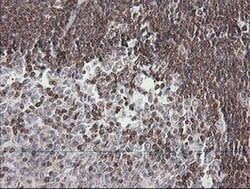 Invitrogen DEF6 Monoclonal Antibody (OTI2G2) 100 &mu;L; Unconjugated:Antibodies,