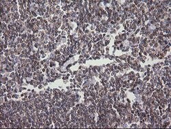 Invitrogen DEF6 Monoclonal Antibody (OTI2G2) 100 &mu;L; Unconjugated:Antibodies,