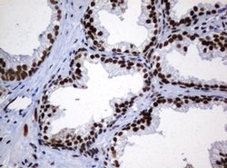 Invitrogen ZNF447 Monoclonal Antibody (OTI4D10) 100 &mu;L | Buy Online | Invitrogen&trade; | Fisher Scientific