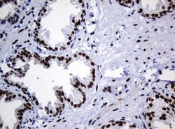 Invitrogen ZNF447 Monoclonal Antibody (OTI4D10) 100 &mu;L | Buy Online | Invitrogen&trade; | Fisher Scientific