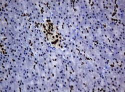 Invitrogen ZNF447 Monoclonal Antibody (OTI4D10) 100 &mu;L | Buy Online | Invitrogen&trade; | Fisher Scientific