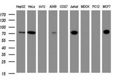 Invitrogen ZNF447 Monoclonal Antibody (OTI4D10) 100 &mu;L | Buy Online | Invitrogen&trade; | Fisher Scientific