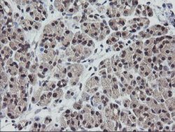 Invitrogen ETS2 Monoclonal Antibody (OTI1H4) 100 &mu;L | Buy Online | Invitrogen&trade; | Fisher Scientific