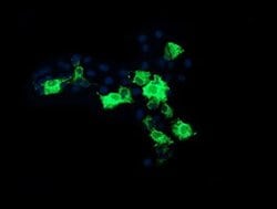 Invitrogen CMPK1 Monoclonal Antibody (OTI1A1) 100 &mu;L; Unconjugated:Antibodies,