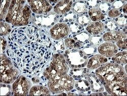 Invitrogen CMPK1 Monoclonal Antibody (OTI1A1) 100 &mu;L; Unconjugated:Antibodies,