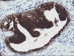 Invitrogen CMPK1 Monoclonal Antibody (OTI1A1) 100 &mu;L; Unconjugated:Antibodies,