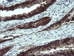 Invitrogen CMPK1 Monoclonal Antibody (OTI1A1) 100 &mu;L; Unconjugated:Antibodies,