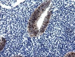 Invitrogen CMPK1 Monoclonal Antibody (OTI1A1) 100 &mu;L; Unconjugated:Antibodies,