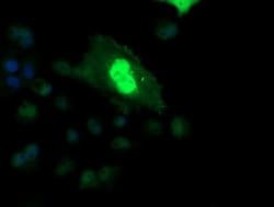 Invitrogen ETS2 Monoclonal Antibody (OTI2A3) 100 &mu;L; Unconjugated:Antibodies,