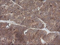 Invitrogen ETS2 Monoclonal Antibody (OTI2A3) 100 &mu;L; Unconjugated:Antibodies,