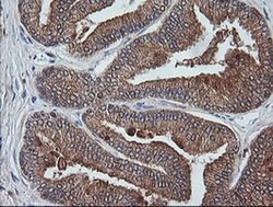 Invitrogen ETS2 Monoclonal Antibody (OTI2A3) 100 &mu;L; Unconjugated:Antibodies,