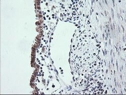 Invitrogen ETS2 Monoclonal Antibody (OTI2A3) 100 &mu;L; Unconjugated:Antibodies,