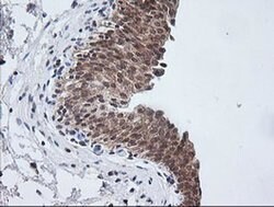 Invitrogen ETS2 Monoclonal Antibody (OTI2A3) 100 &mu;L; Unconjugated:Antibodies,