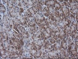 Invitrogen ETS2 Monoclonal Antibody (OTI2A3) 100 &mu;L; Unconjugated:Antibodies,