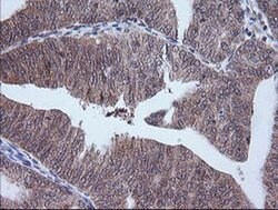 Invitrogen ETS2 Monoclonal Antibody (OTI2A3) 100 &mu;L; Unconjugated:Antibodies,