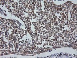 Invitrogen ETS2 Monoclonal Antibody (OTI2A3) 100 &mu;L; Unconjugated:Antibodies,