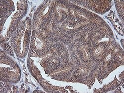 Invitrogen ETS2 Monoclonal Antibody (OTI2A3) 100 &mu;L; Unconjugated:Antibodies,