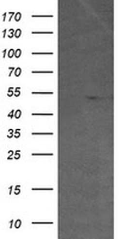 Invitrogen ETS2 Monoclonal Antibody (OTI2A3) 100 &mu;L; Unconjugated:Antibodies,