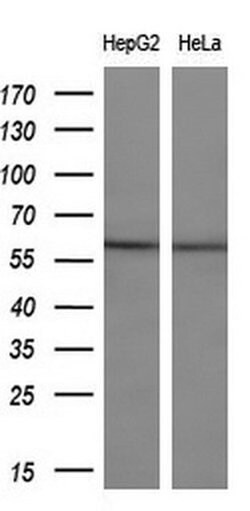 Invitrogen ETS2 Monoclonal Antibody (OTI2A3) 100 &mu;L; Unconjugated:Antibodies,