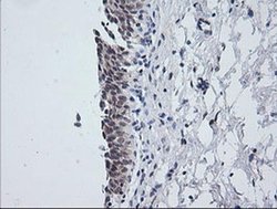 Invitrogen KappaB ras1 Monoclonal Antibody (OTI6C11) 100 &mu;L; Unconjugated:Antibodies,