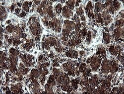 Invitrogen ARMC1 Monoclonal Antibody (OTI1D10) 100 &mu;L | Buy Online | Invitrogen&trade; | Fisher Scientific