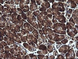 Invitrogen ARMC1 Monoclonal Antibody (OTI1D10) 100 &mu;L | Buy Online | Invitrogen&trade; | Fisher Scientific