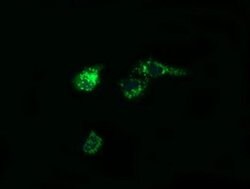 Invitrogen PTGES2 Monoclonal Antibody (OTI2C3) 100 &mu;L; Unconjugated:Antibodies,
