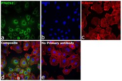 Invitrogen PTGES2 Monoclonal Antibody (OTI2C3) 100 &mu;L; Unconjugated:Antibodies,