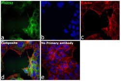 Invitrogen PTGES2 Monoclonal Antibody (OTI2C3) 100 &mu;L; Unconjugated:Antibodies,