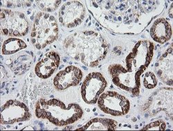 Invitrogen PTGES2 Monoclonal Antibody (OTI2C3) 100 &mu;L; Unconjugated:Antibodies,
