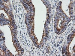 Invitrogen PTGES2 Monoclonal Antibody (OTI2C3) 100 &mu;L; Unconjugated:Antibodies,