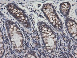 Invitrogen PTGES2 Monoclonal Antibody (OTI2C3) 100 &mu;L; Unconjugated:Antibodies,