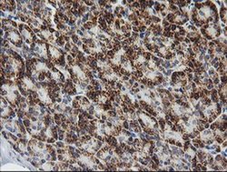 Invitrogen PTGES2 Monoclonal Antibody (OTI2C3) 100 &mu;L; Unconjugated:Antibodies,