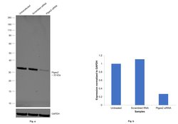 Invitrogen PTGES2 Monoclonal Antibody (OTI2C3) 100 &mu;L; Unconjugated:Antibodies,