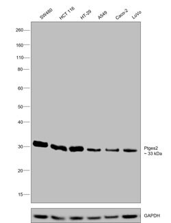 Invitrogen PTGES2 Monoclonal Antibody (OTI2C3) 100 &mu;L; Unconjugated:Antibodies,