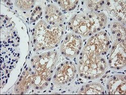 Invitrogen COG6 Monoclonal Antibody (OTI1B8) 100 &mu;L; Unconjugated:Antibodies,