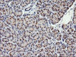 Invitrogen COG6 Monoclonal Antibody (OTI1B8) 100 &mu;L; Unconjugated:Antibodies,