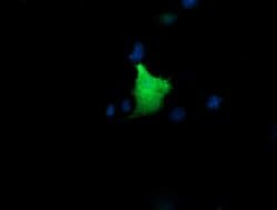 Invitrogen KIF25 Monoclonal Antibody (OTI2C9) 100 &mu;L; Unconjugated:Antibodies,