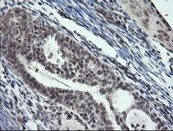 Invitrogen KIF25 Monoclonal Antibody (OTI2C9) 100 &mu;L; Unconjugated:Antibodies,